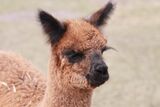 alpaca for sale