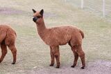 alpaca for sale