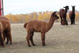 alpaca for sale