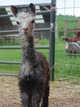 2013 cria - gorgeous classic gray!