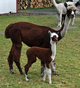 Son looks just like Mama!  Cria born 7/7/12