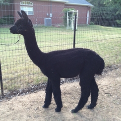 Fencing For Alpacas - Aubrey Oaks Alpacas