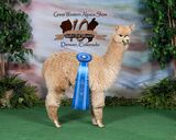 alpaca for sale