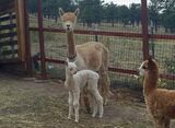 alpaca for sale