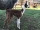 Oct. 2016 male cria