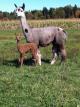 1st cria out of Ringo Cloud