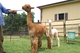 Cria sold-working on new dam pic