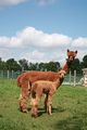 Sadie & 2010 cria - Piper