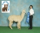 Service sire: 4x Champ Bon Jovi