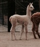 2014 Cria 