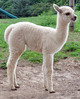 Topaz's 2012 cria- Tina