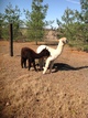 Stormy snacking off his friend