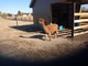 Cookie coming out of shed