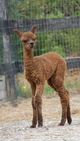 2015 female cria out of white