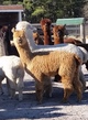 2014 female cria