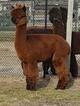 2012 Female Cria (Sire pure white)