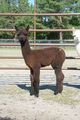 First Cria (female) TB