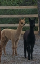 2016 female cria on left