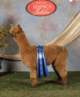 Female cria