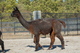 Cria Due Any Day.