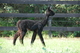 4 month TB Cria