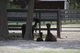 Mamma & Cria snoozing 2012