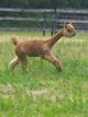 2014 female cria at age 1