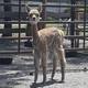 Female Cria, built like a tank 2 wks old