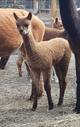 1st cria,2 wks female WOW COLOR