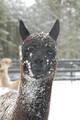 cria at 5 months