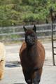 First Cria @ 8 months unshorn