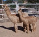 Shimmer with cria