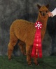 Alpacas of the Ozarks 2013