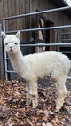 Zion as a cria