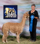 alpaca for sale