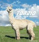 alpaca for sale