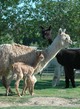 alpaca for sale