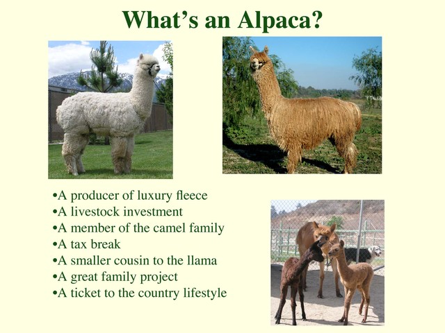 How To Care For An Alpaca Cria - Childs Play Alpaca
