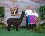 alpaca for sale