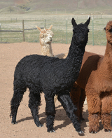 alpaca for sale