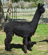 alpaca for sale