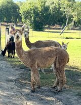 alpaca for sale