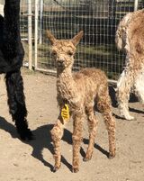 alpaca for sale