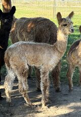 alpaca for sale