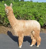 alpaca for sale