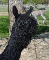 alpaca for sale