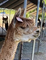 alpaca for sale