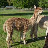 alpaca for sale