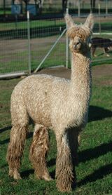 alpaca for sale