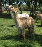 alpaca for sale